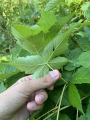 Rubus frondosus