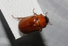Cyclocephala pasadenae