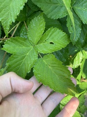 Rubus frondosus