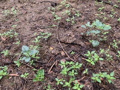 Acalypha neomexicana