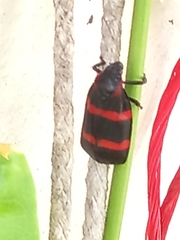 Huaina inca