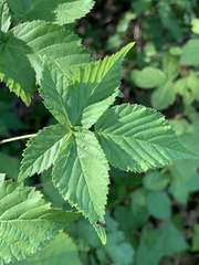 Rubus frondosus
