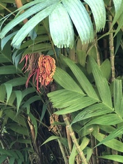 Pinanga coronata