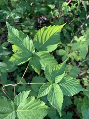 Rubus frondosus