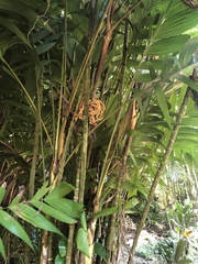 Pinanga coronata