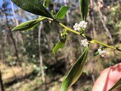 Myoporum acuminatum