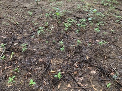 Acalypha neomexicana