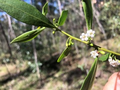 Myoporum acuminatum