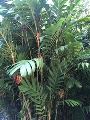 Pinanga coronata