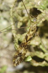 Discobola tessellata