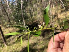 Myoporum acuminatum