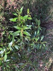 Myoporum acuminatum