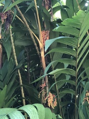 Pinanga coronata