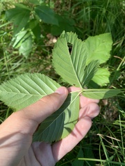 Rubus stipulatus