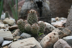 Mammillaria mazatlanensis