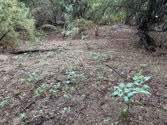 Acalypha neomexicana