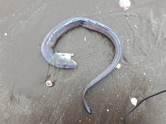 Conger orbignianus