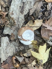 Fungi
