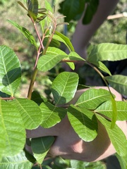 Schinus terebinthifolia