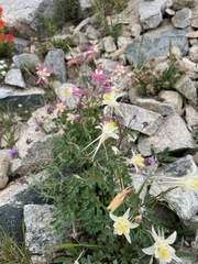 Aquilegia pubescens