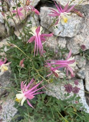 Aquilegia pubescens