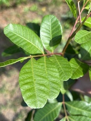 Schinus terebinthifolia