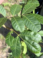 Schinus terebinthifolia