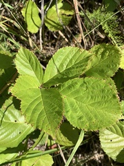 Rubus wheeleri