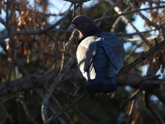 Patagioenas picazuro