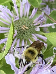 Bombus