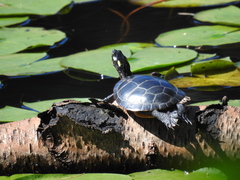 Chrysemys picta picta