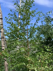 Betula