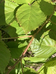Rubus wheeleri