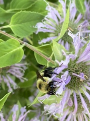 Bombus