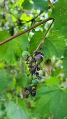Vitis