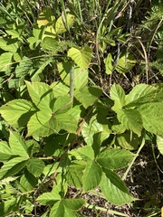 Rubus wheeleri