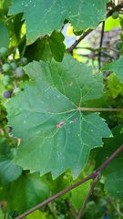 Vitis