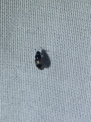 Cercyon unipunctatus