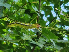 Dudusa synopla