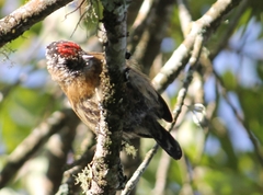 Picumnus nebulosus