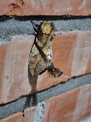 Dudusa synopla
