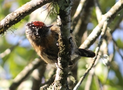 Picumnus nebulosus