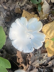 Fungi
