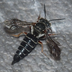 Coelioxys sayi