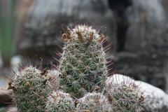 Mammillaria mazatlanensis