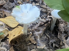Fungi