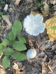 Fungi