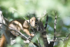 Tamiasciurus hudsonicus