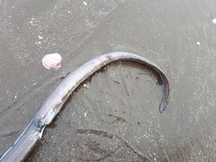 Conger orbignianus