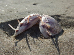 Hysteroconcha lupanaria
